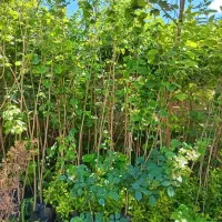 گردو|خدمات باغبانی و درختکاری|شیراز, محمدیه|دیوار