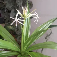 گل سوسن عنکبوتی