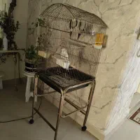عروس هلندی سالم و خونگی ،دستی|پرنده|تهران, بریانک|دیوار