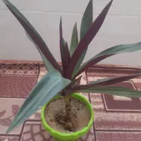 گل و گیاه طبیعی