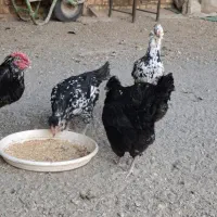 مرغ وخروس گلین|حیوانات مزرعه|اصفهان, کشاورزی|دیوار