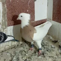 کبوتر کلاغ کله سفید طوقی کرباتی|پرنده|زاوه, |دیوار