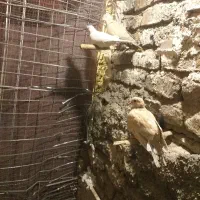 پرنده یا کبوتر تزعینی