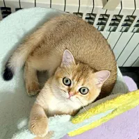 گربه بریتیش  short hair