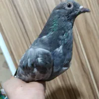 گمشده دوتا عکس نمایشی