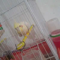 عروس هلندی ماده ۳ساله