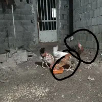 خروس|حیوانات مزرعه|آمل, |دیوار