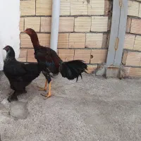 فروش خروس لاری