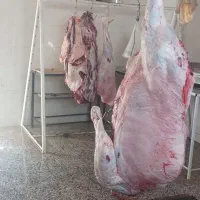 هاشی شتر چاق گوشتی