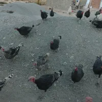 حیوانات مزرعه|حیوانات مزرعه|خاش, |دیوار