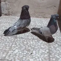 کبوتر نوک قنار