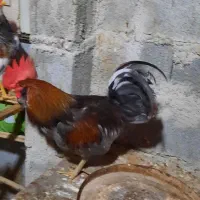 خروس|حیوانات مزرعه|بوشهر, |دیوار