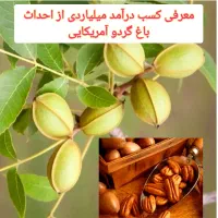 فروش نهال گردو پکان گردو گرمسیری آمریکایی