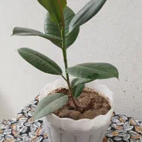 گلهای طبیعی
