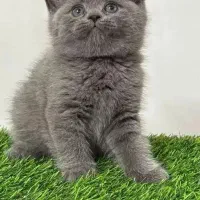 +/مجموعه گربه های ایران کتز