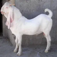 چپیش پاکستانی