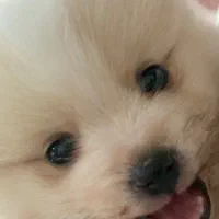 سگ پامر میکس