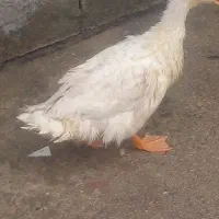 اوردک معاوضه باغازنقدهم میفروشم ششصد