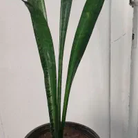 چند گل طبیعی.هدیه روز مادر|گل و گیاه طبیعی|تبریز, |دیوار