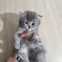 بریتیش لانگ هیر بلوگلد نر