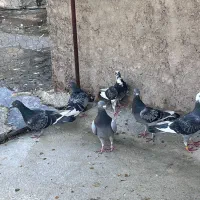 گلی دم سرخ بهبهانی|پرنده|شیراز, تل حسین‌آباد|دیوار