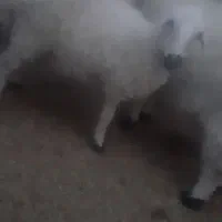 گوسفند ابست و بره|حیوانات مزرعه|زابل, |دیوار