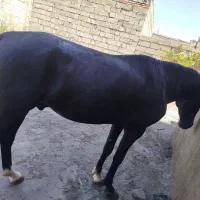 اسب|اسب و تجهیزات اسبسواری|اردبیل, |دیوار