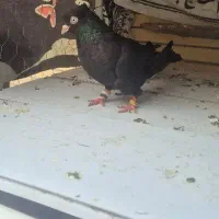 زاغ روزگاری