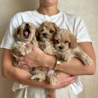 سگ پودل فنجونی نروماده2ماه 3900بی واسطه|سگ|تهران, تهرانسر مرکزی|دیوار