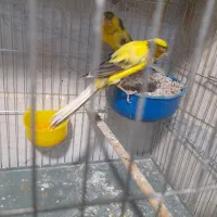 قناری رسمی بلند|پرنده|گلستان (تهران), |دیوار