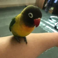 پرنده عروس هلندی طوطی برزیلی