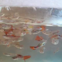 ماهی کپی ۲۰۰عدد