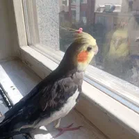 پرنده عروس هلندی نر سینامون گمشده