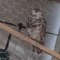 کبوتر کفتر گمشده|حیوانات|همدان, |دیوار