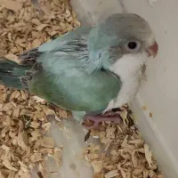 راهب سبز آکوا (پاستیلی)