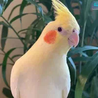 گمشده پنج میلیون
