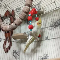 عروس هلندی سخن گو