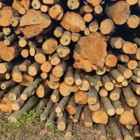 خریدار چوب باغی .کاتین صنوبر. چوب پرتقال.ساختمانی|خدمات باغبانی و درختکاری|تنکابن, |دیوار