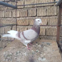 کبوتر کله سیاه