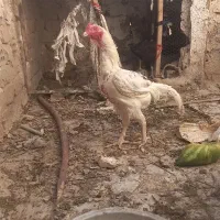 جوجه خروس