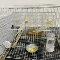 عروس هلندی|پرنده|تربت جام, یحیی آباد|دیوار