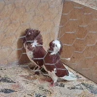 کبوتر تزئینی شامپیون ارجینال|پرنده|بابل, |دیوار