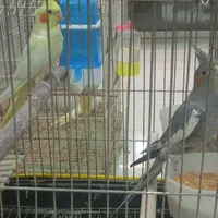 عروس هلندی طوطی فنچ مرغ عشق قناری و کلیه پرندها|پرنده|بوشهر, |دیوار