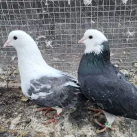 جفت شازده سبز پرشی