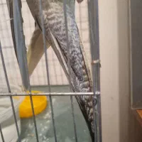 عروس هلندی پیدا شده