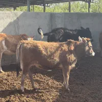 گوساله و گوسفند