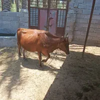 گاو ماده آبستن سنگین