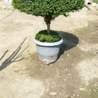 مورت جعبه ۴۵ و یاس جعبه ۶۰ توپی