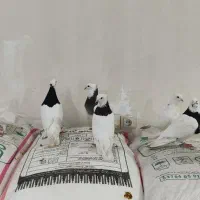 طوقی|پرنده|اهواز, شریعتی جنوبی|دیوار