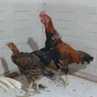 خروس و مرغ لاری|حیوانات مزرعه|گیلان غرب, |دیوار